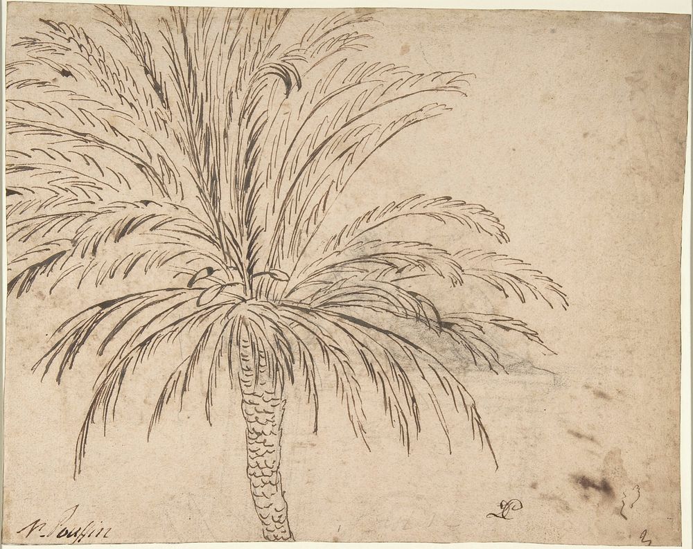 Study of a Palm Tree (recto); Mountain Landscape (verso)