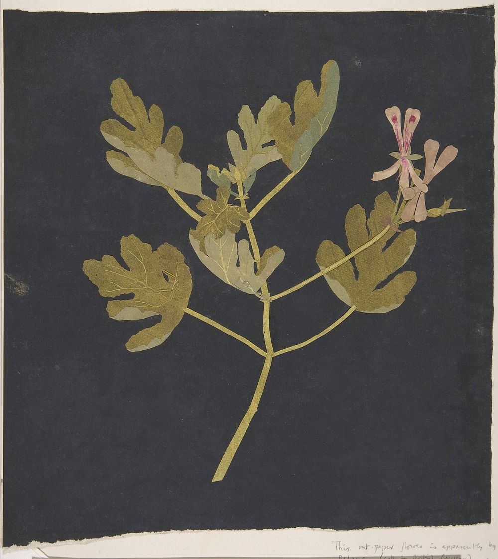 Botanical Study, attributed to Mary Delany