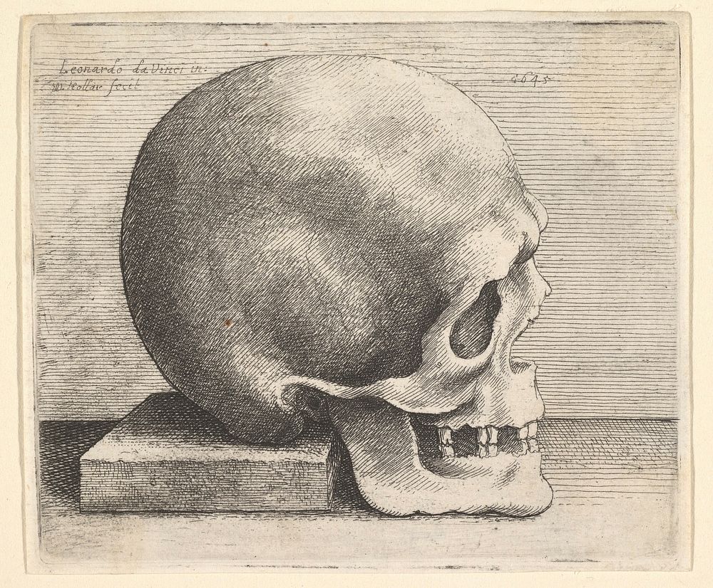 Skull in profile to right