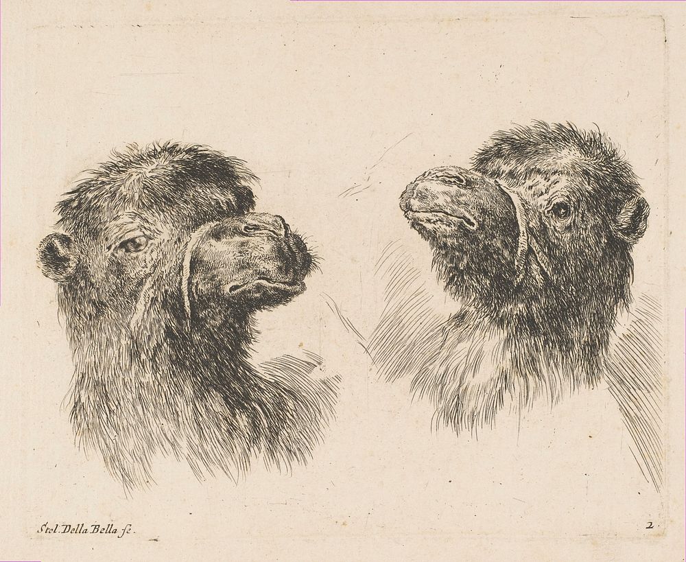 Two Camel Heads