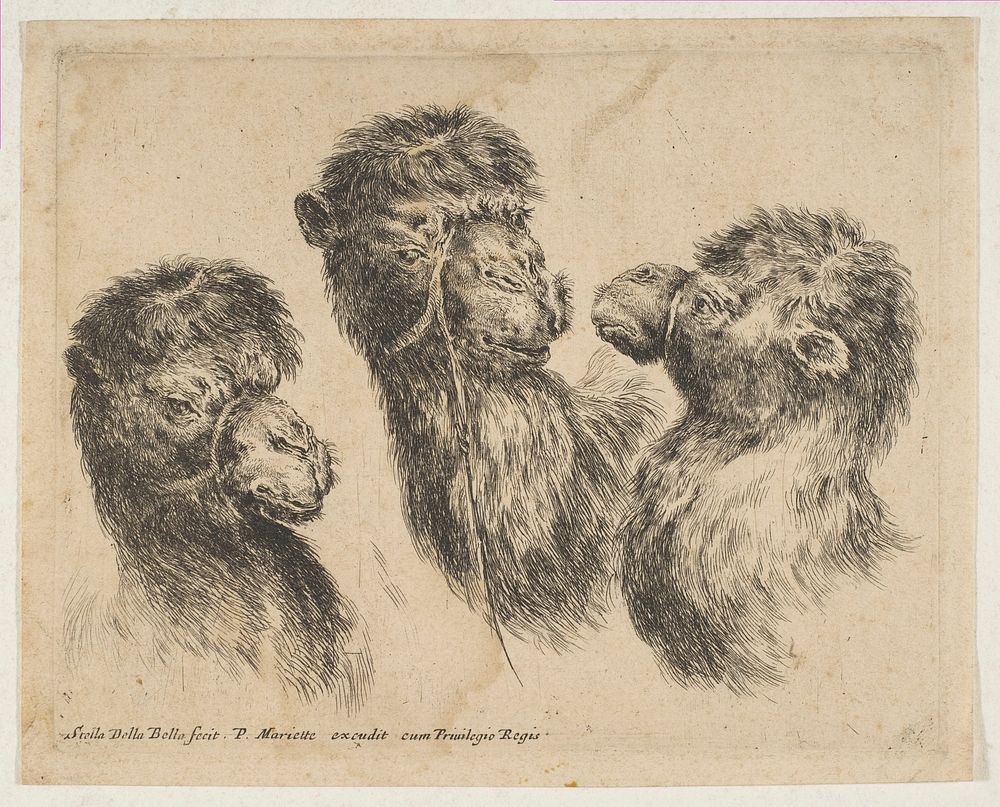 Three Camel Heads, etched by Stefano della Bella
