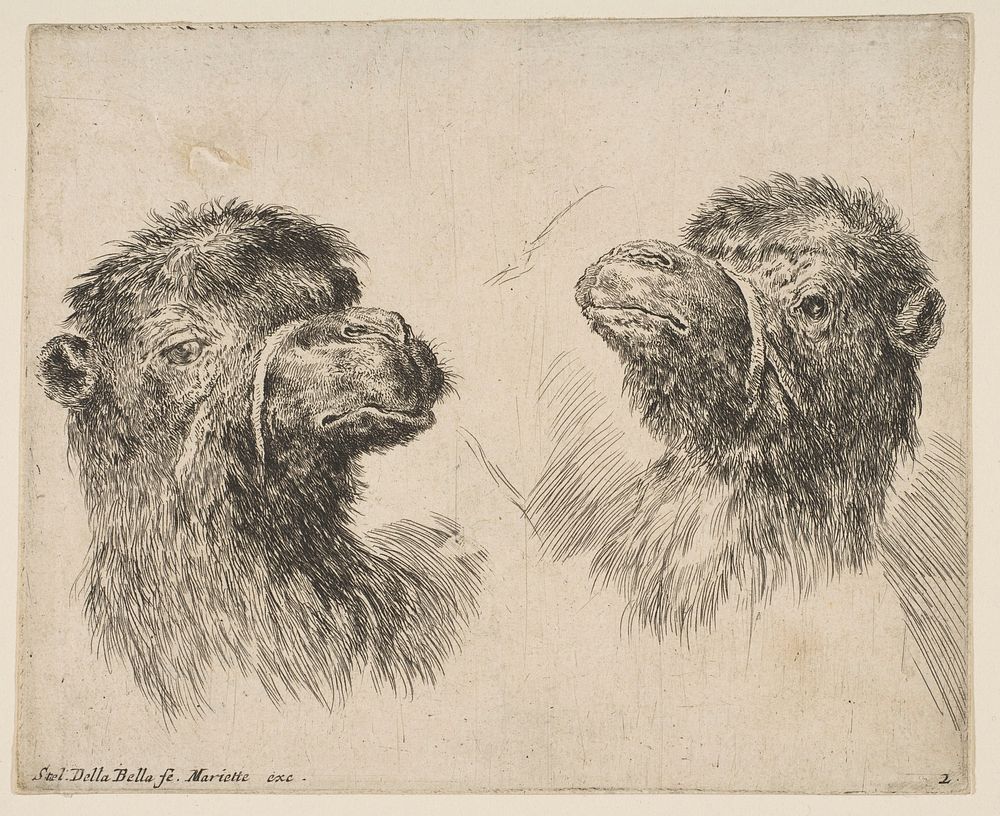 Two Camel Heads