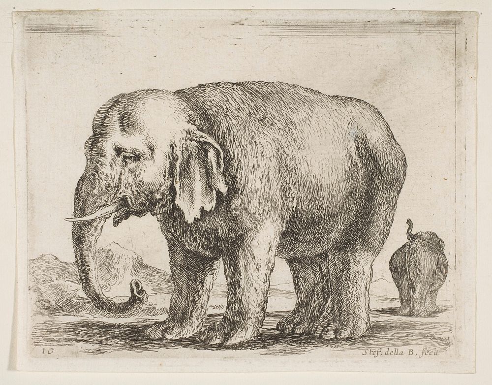 Plate 10: elephant, from 'Various animals' (Diversi animali)