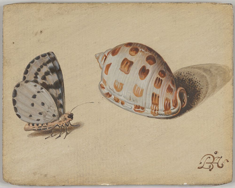 An Arrowhead Blue Butterfly and a Scotch Bonnet Sea Shell