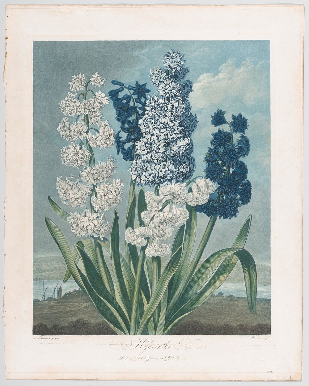 Hyacinths, from "The Temple of Flora, or Garden of Nature" by Robert John Thornton