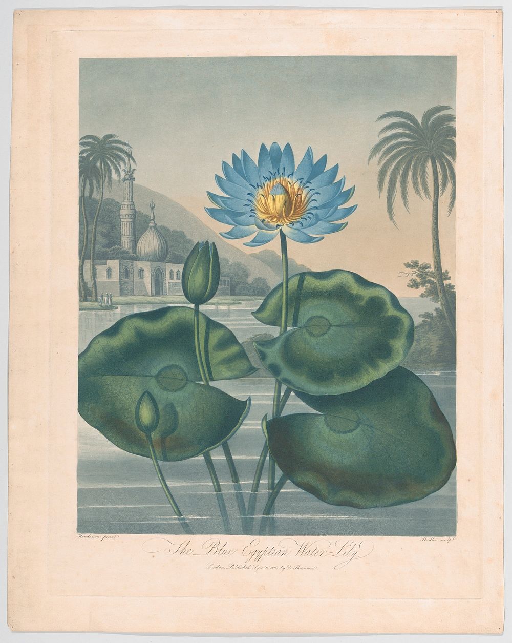 The Blue Egyptian Water Lily, from "The Temple of Flora, or Garden of Nature" by Joseph Constantine Stadler (engraver)…