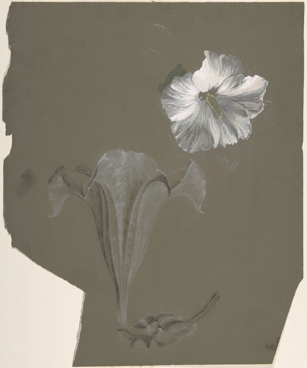 A Study of Two White Lilies by Antoine Berjon