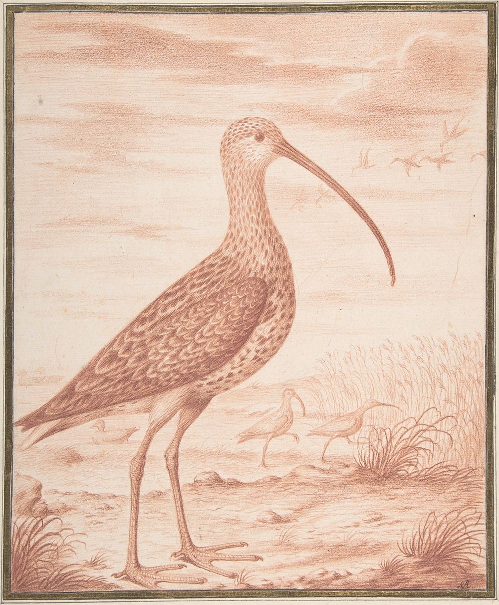 Curlews and Ducks