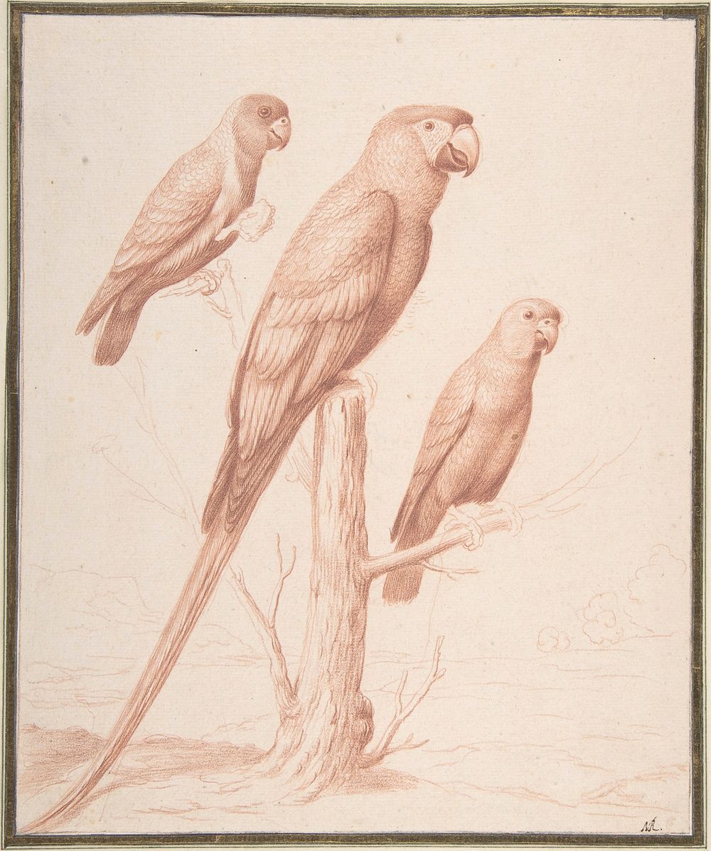 Three Parrots