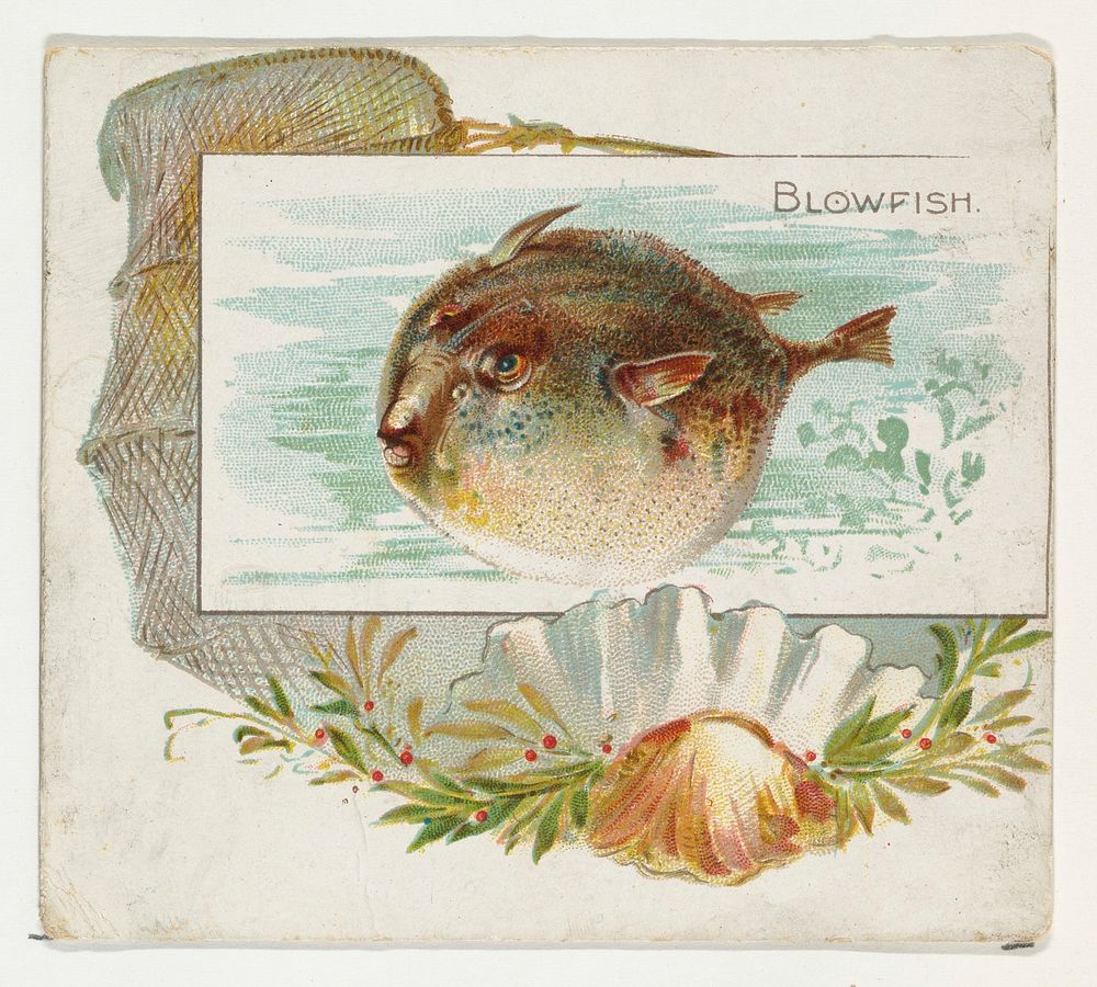 Blowfish, from Fish from American Waters series (N39) for Allen & Ginter Cigarettes