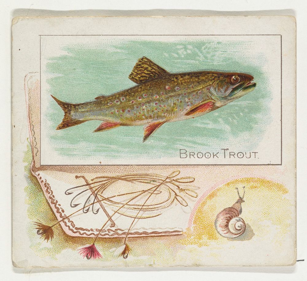 Brook Trout, from Fish from American Waters series (N39) for Allen & Ginter Cigarettes issued by Allen & Ginter 