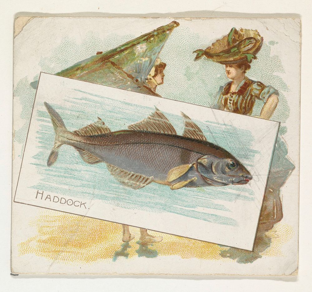 Haddock, from Fish from American Waters series (N39) for Allen & Ginter Cigarettes issued by Allen & Ginter 