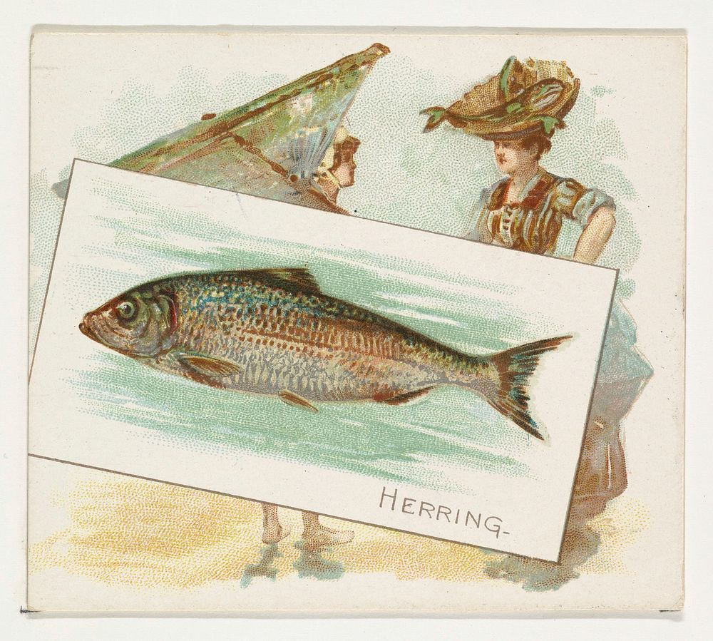 Herring, from Fish from American Waters series (N39) for Allen & Ginter Cigarettes issued by Allen & Ginter 