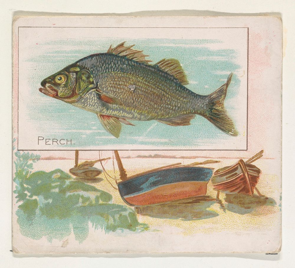 Perch, from Fish from American Waters series (N39) for Allen & Ginter Cigarettes issued by Allen & Ginter 