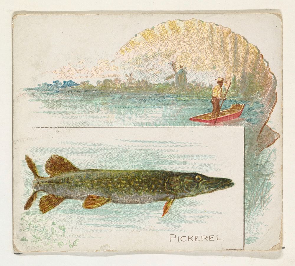 Pickerel, from Fish from American Waters series (N39) for Allen & Ginter Cigarettes issued by Allen & Ginter 