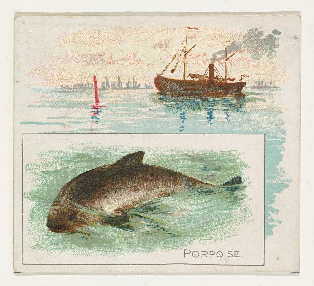 Porpoise, from Fish from American Waters series (N39) for Allen & Ginter Cigarettes issued by Allen & Ginter 