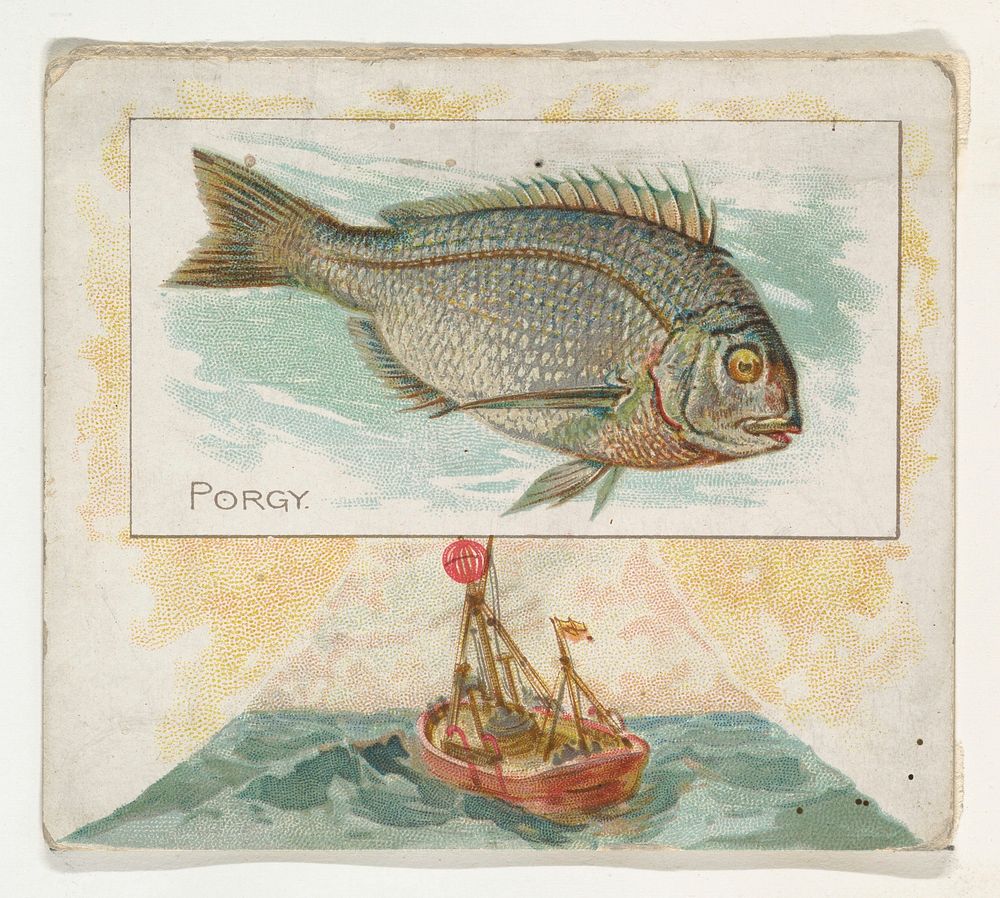 Porgy, from Fish from American Waters series (N39) for Allen & Ginter Cigarettes issued by Allen & Ginter 