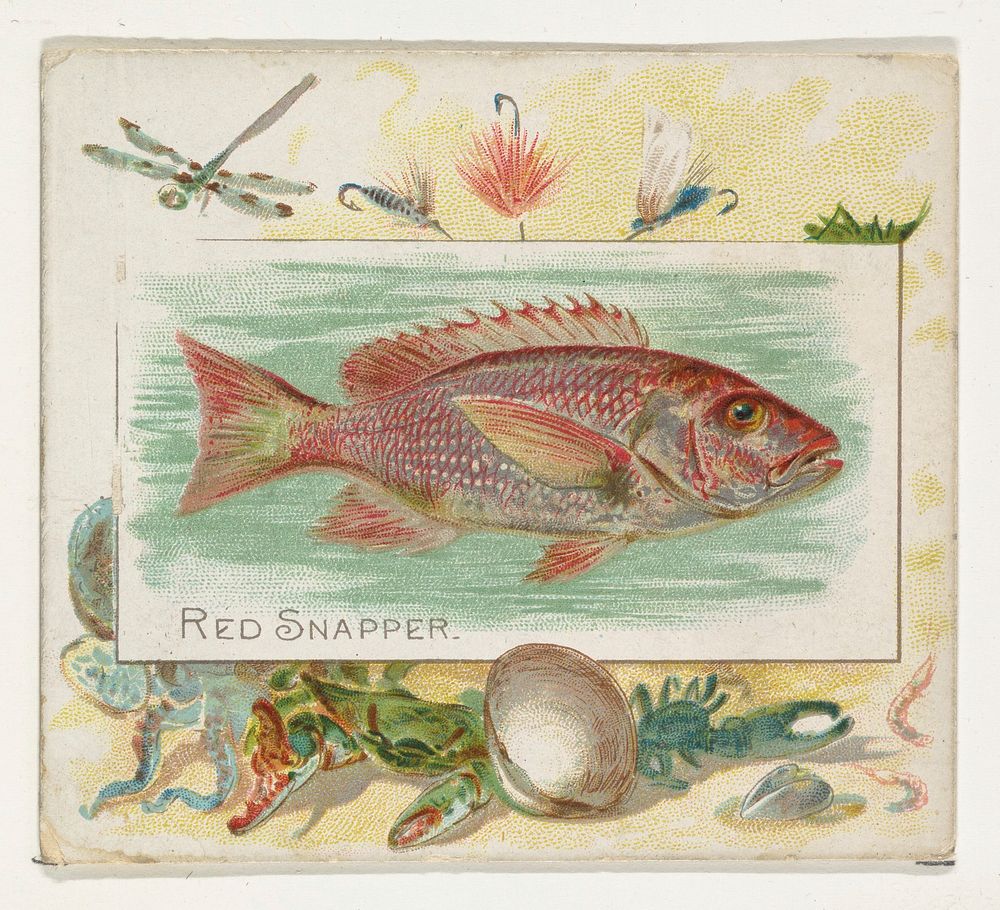 Red Snapper, from Fish from American Waters series (N39) for Allen & Ginter Cigarettes issued by Allen & Ginter 