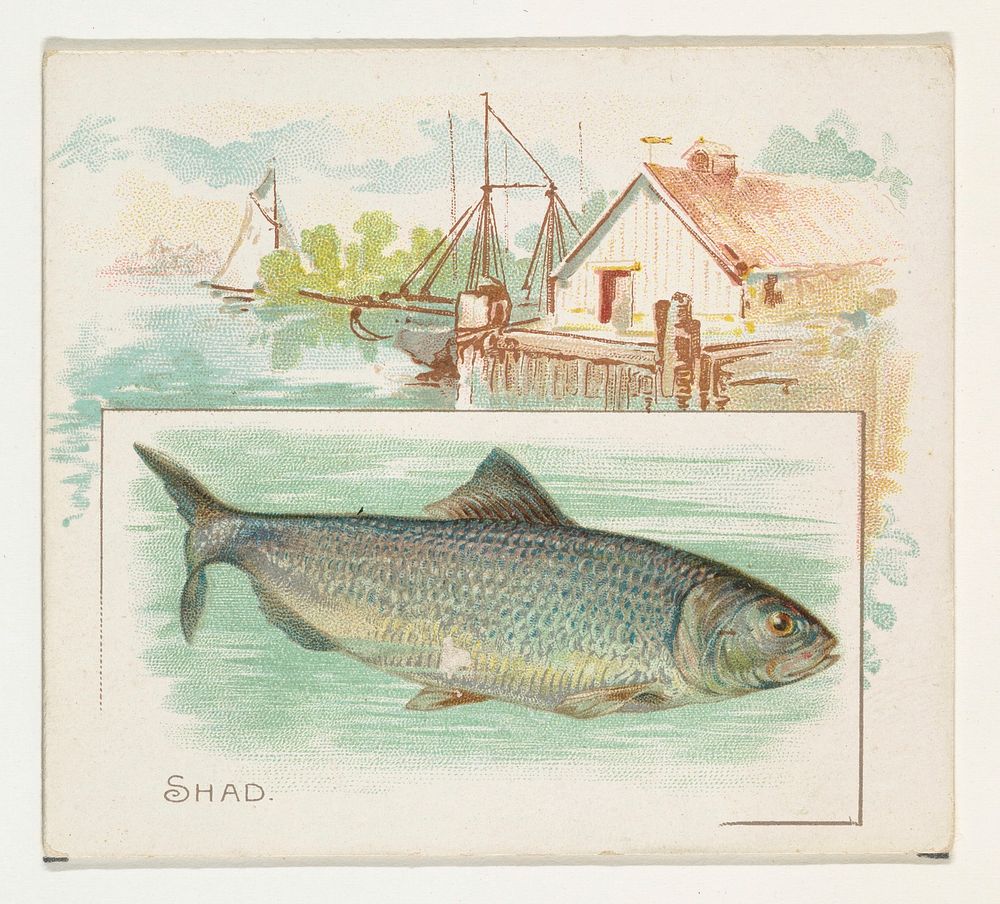 Shad, from Fish from American Waters series (N39) for Allen & Ginter Cigarettes issued by Allen & Ginter 