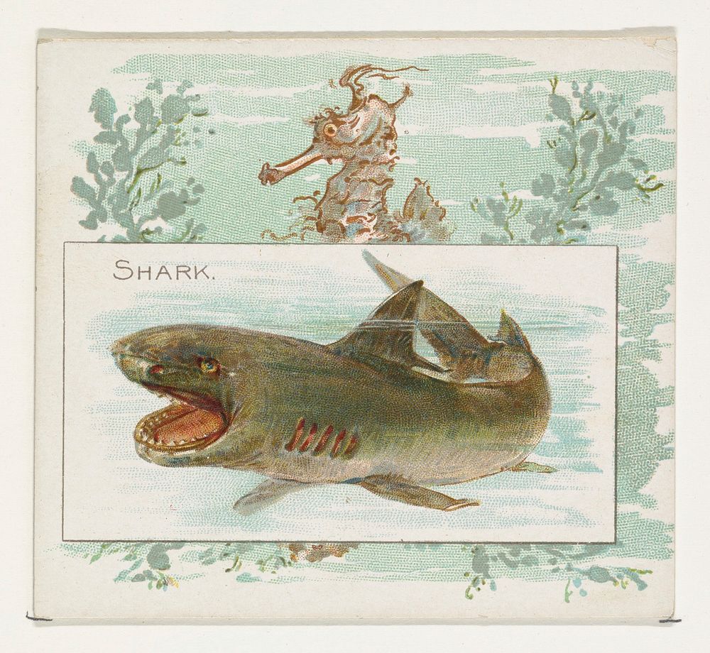 Shark, from Fish from American Waters series (N39) for Allen & Ginter Cigarettes