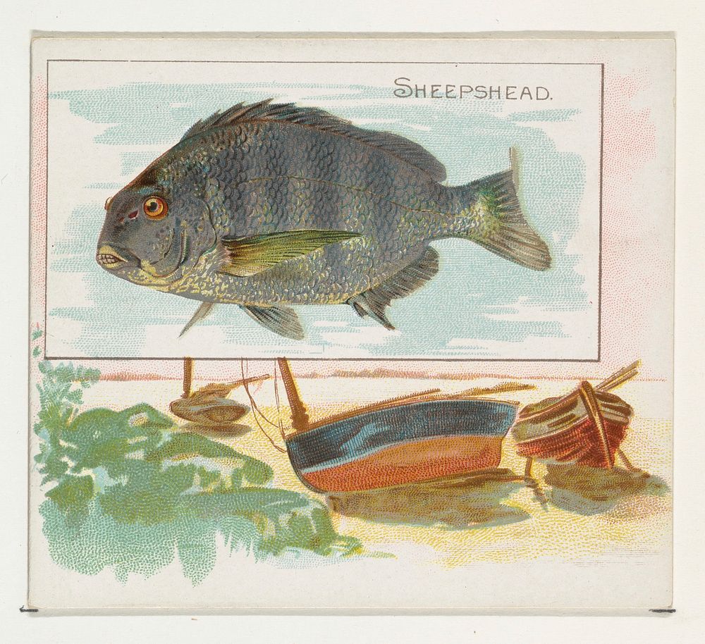 Sheepshead, from Fish from American Waters series (N39) for Allen & Ginter Cigarettes