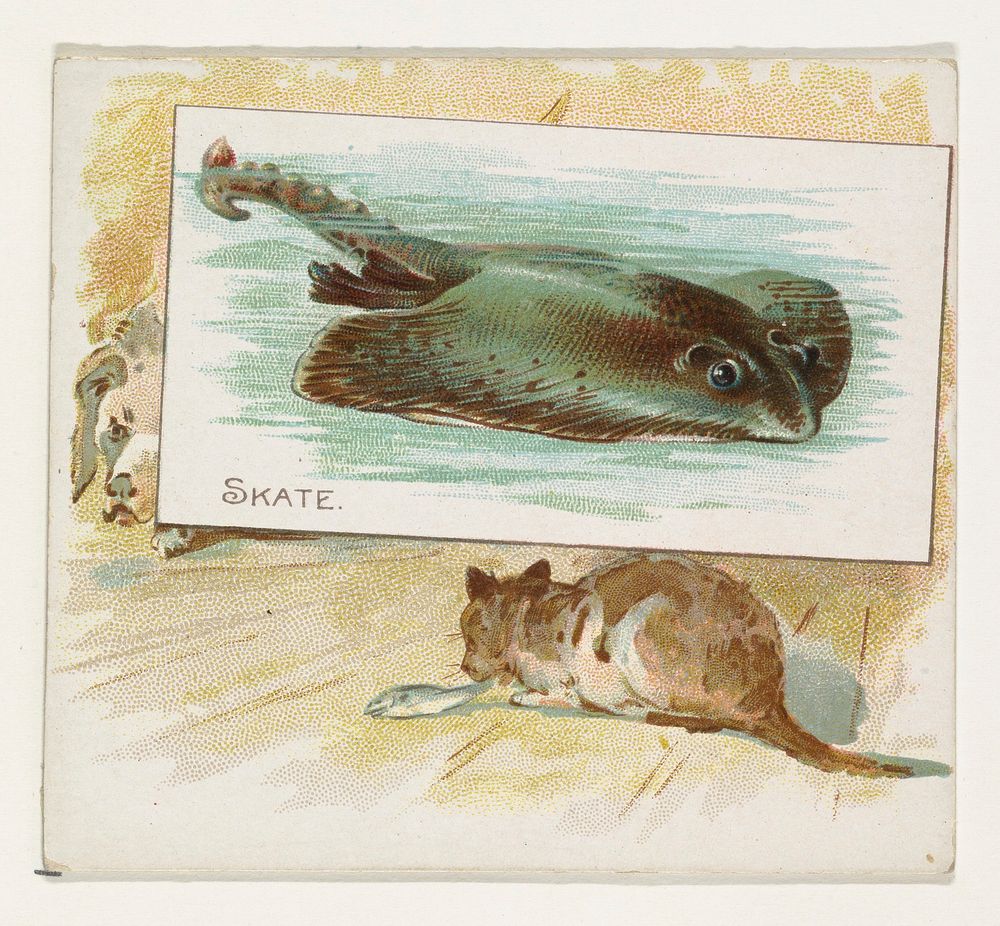 Skate, from Fish from American Waters series (N39) for Allen & Ginter Cigarettes issued by Allen & Ginter 