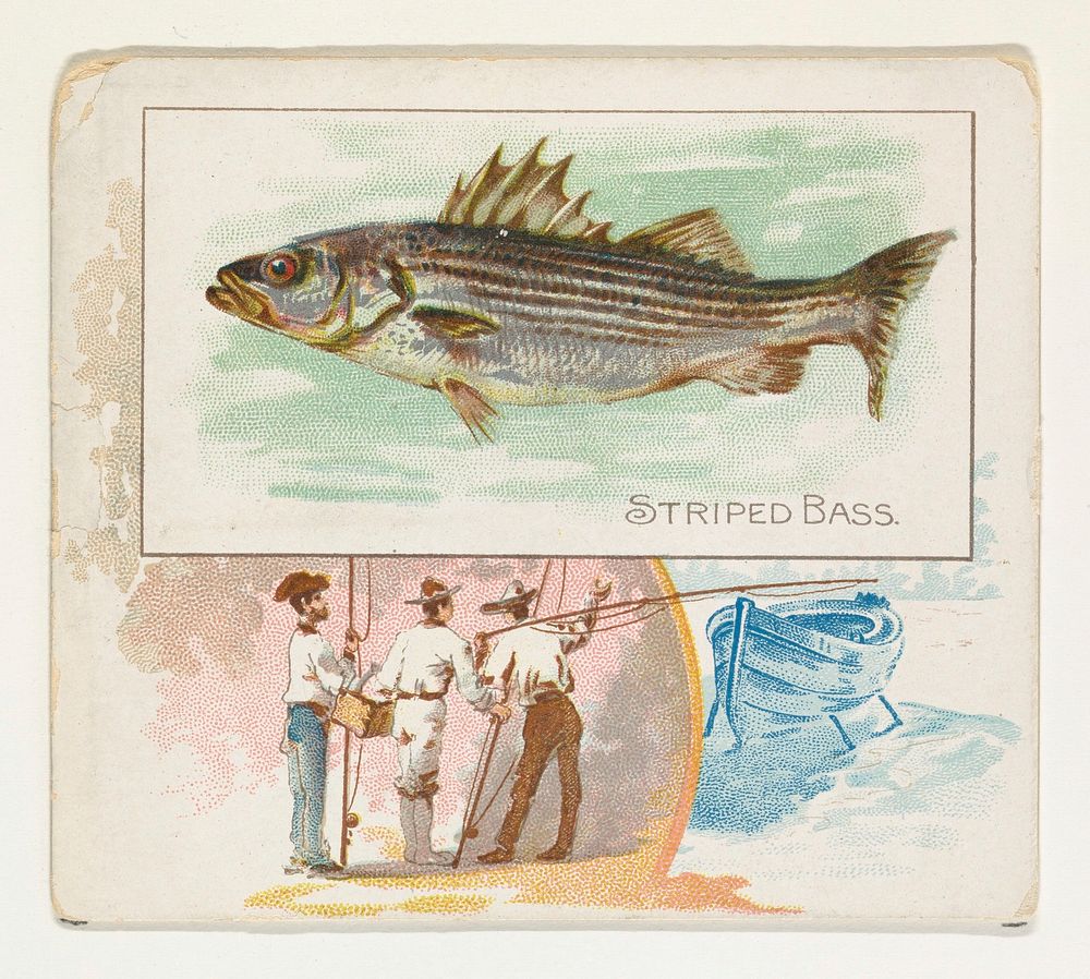 Striped Bass, from Fish from American Waters series (N39) for Allen & Ginter Cigarettes issued by Allen & Ginter 