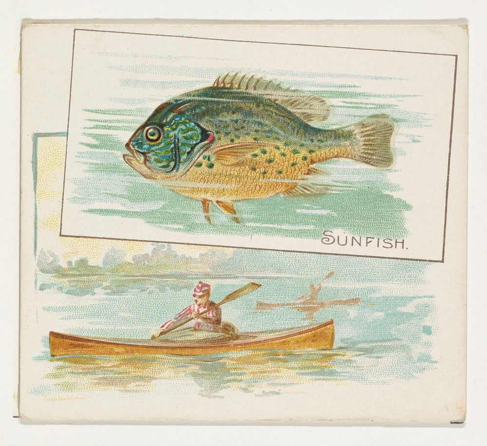 Sunfish, from Fish from American Waters series (N39) for Allen & Ginter Cigarettes issued by Allen & Ginter 