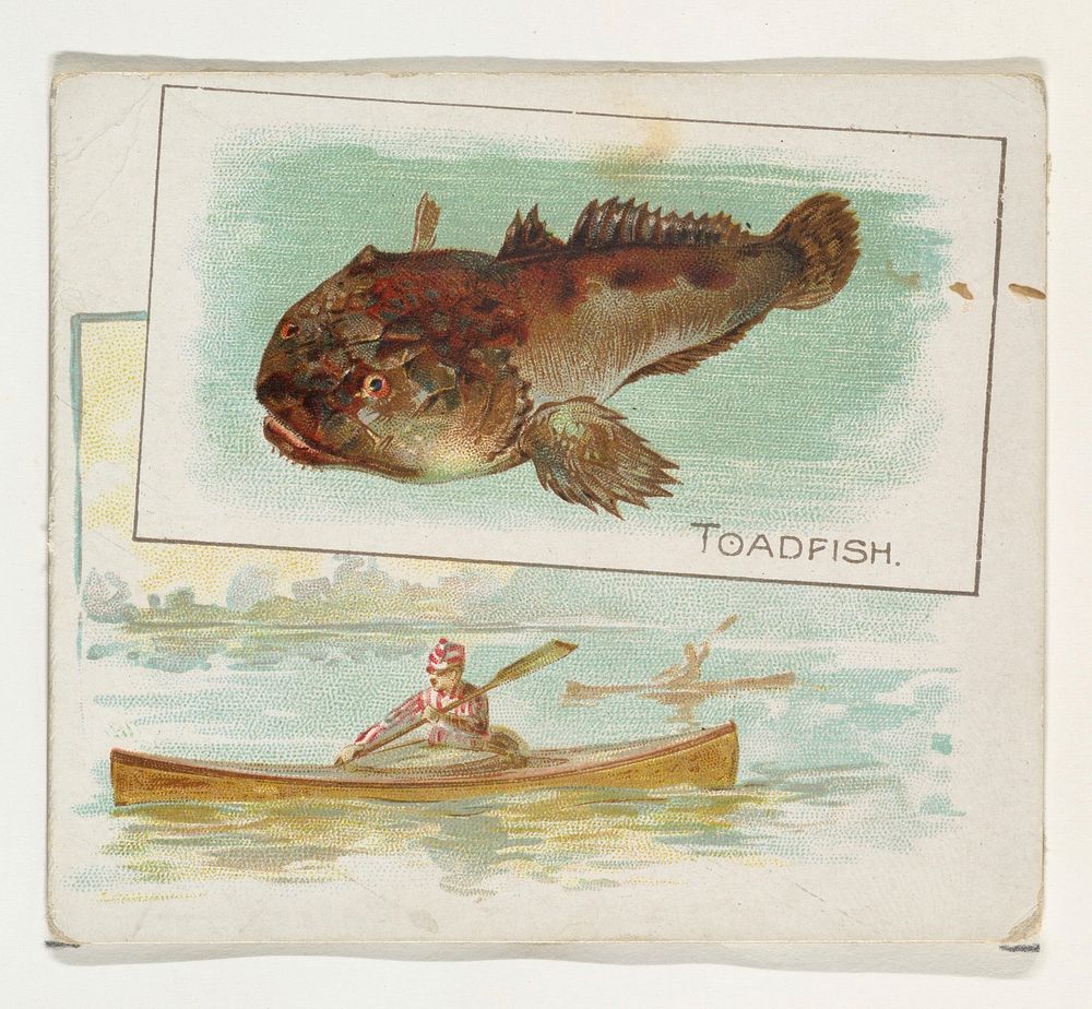 Toadfish, from Fish from American Waters series (N39) for Allen & Ginter Cigarettes issued by Allen & Ginter 