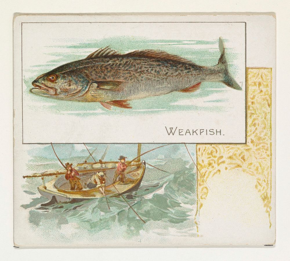 Weakfish, from Fish from American Waters series (N39) for Allen & Ginter Cigarettes issued by Allen & Ginter 