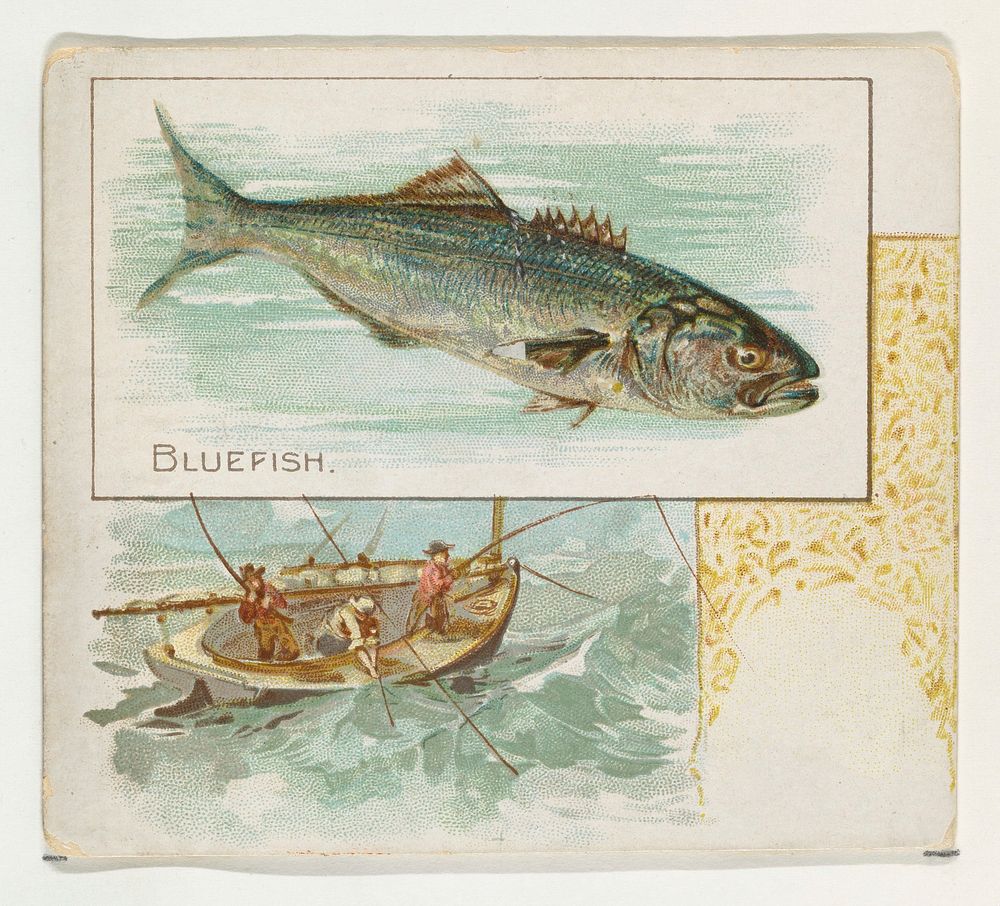 Bluefish, from Fish from American Waters series (N39) for Allen & Ginter Cigarettes issued by Allen & Ginter 
