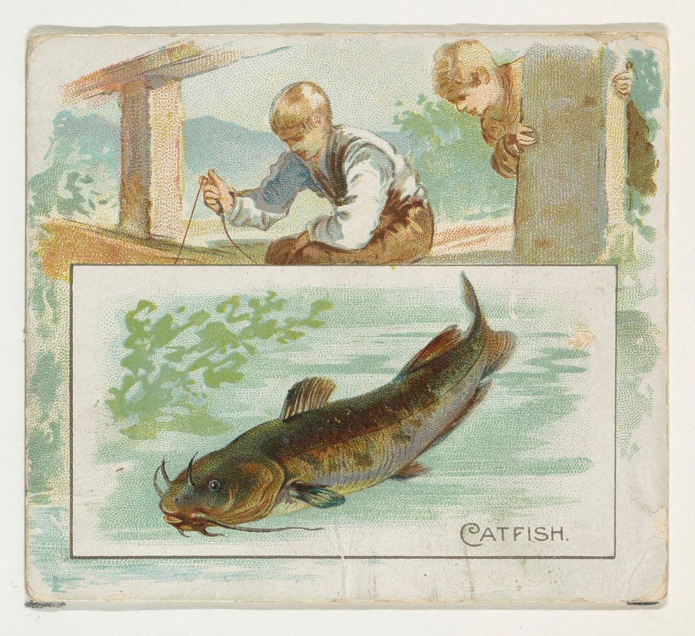 Catfish, from Fish from American Waters series (N39) for Allen & Ginter Cigarettes issued by Allen & Ginter 