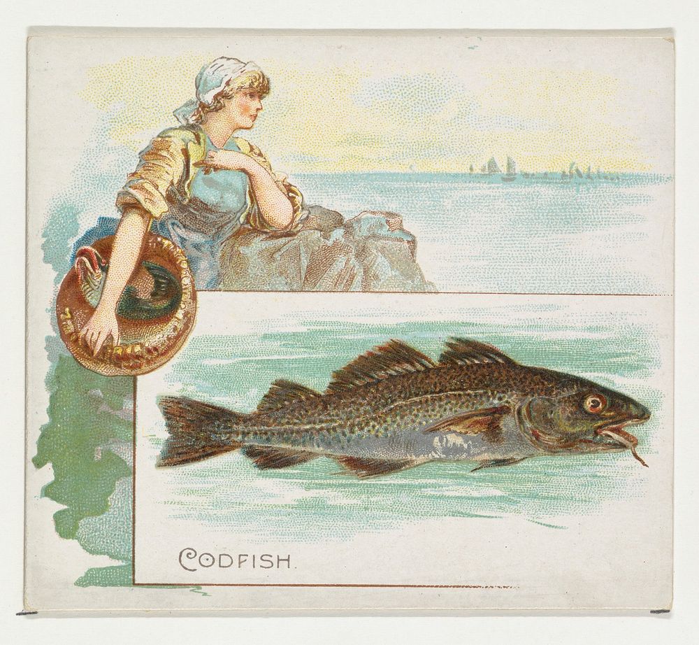 Codfish, from Fish from American Waters series (N39) for Allen & Ginter Cigarettes issued by Allen & Ginter 
