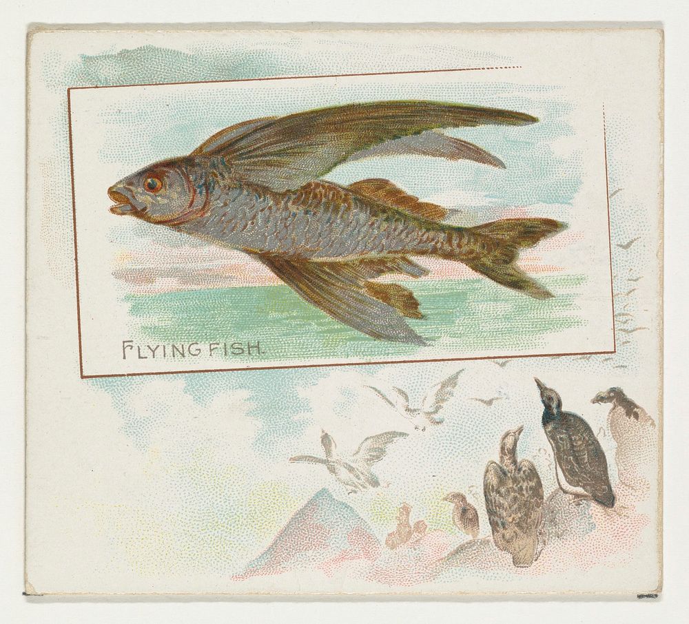 Flying Fish, from Fish from American Waters series (N39) for Allen & Ginter Cigarettes issued by Allen & Ginter 