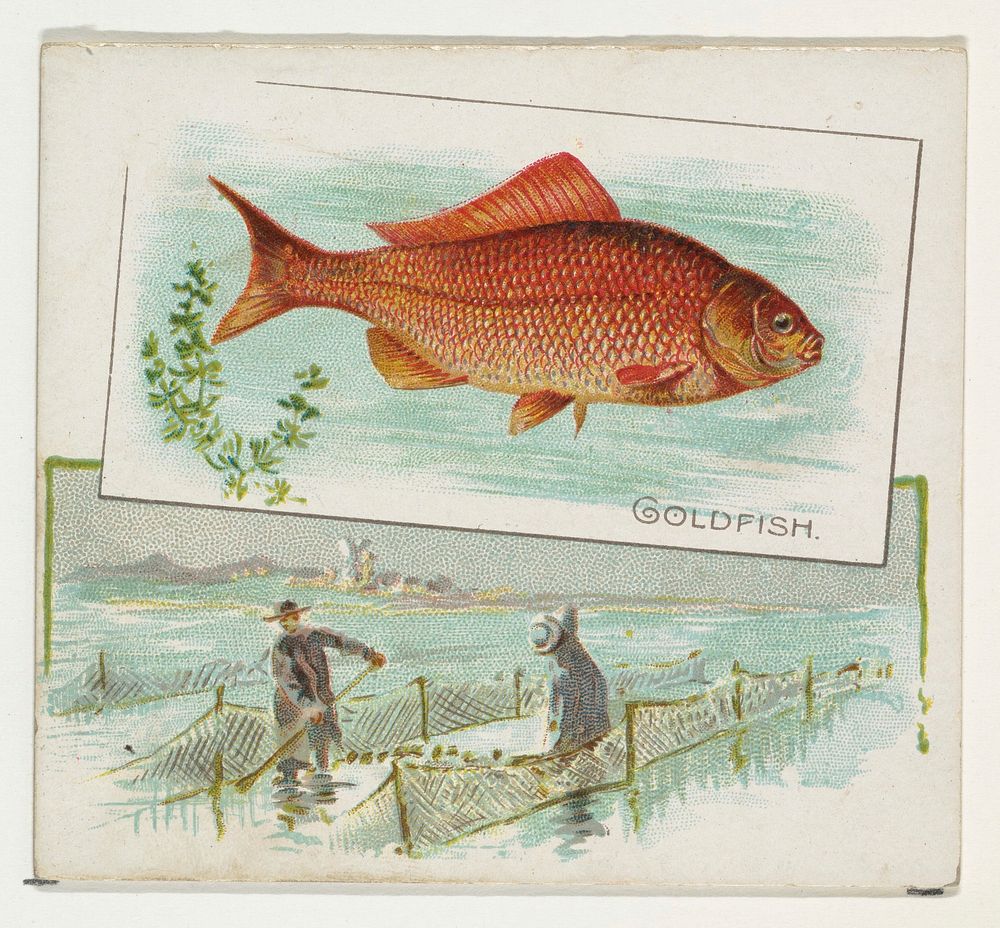 Goldfish, from Fish from American Waters series (N39) for Allen & Ginter Cigarettes issued by Allen & Ginter 