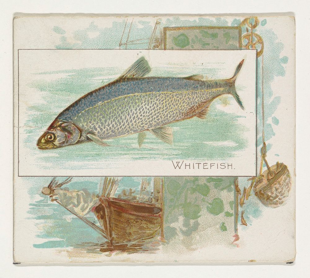 Whitefish, from Fish from American Waters series (N39) for Allen & Ginter Cigarettes issued by Allen & Ginter 