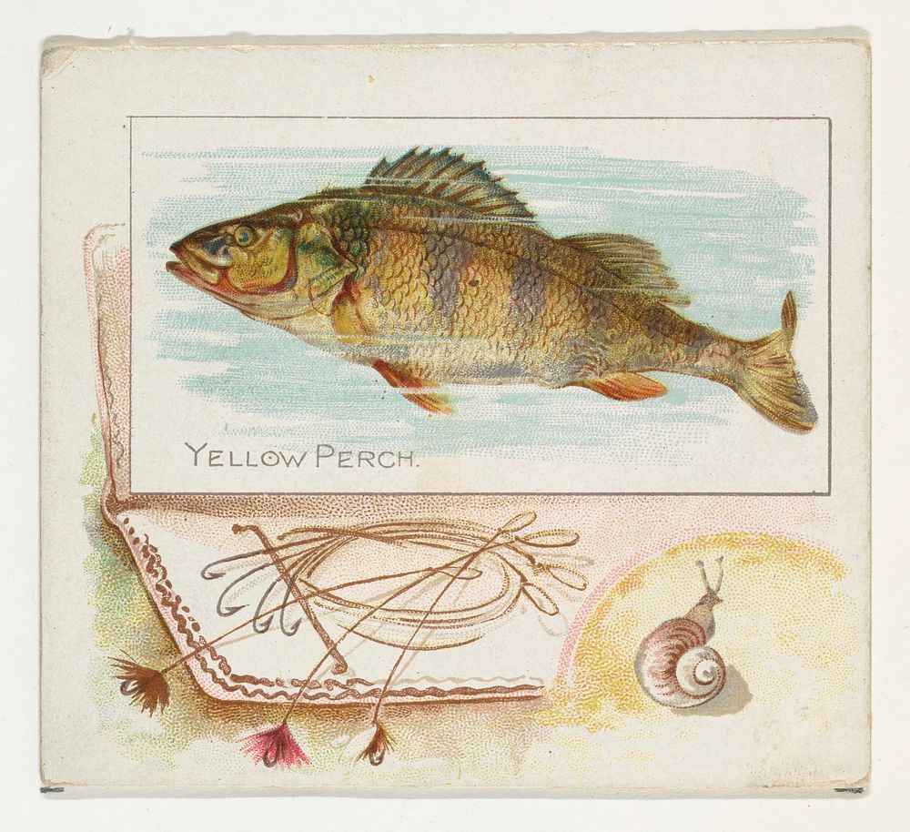 Yellow Perch, from Fish from American Waters series (N39) for Allen & Ginter Cigarettes issued by Allen & Ginter 