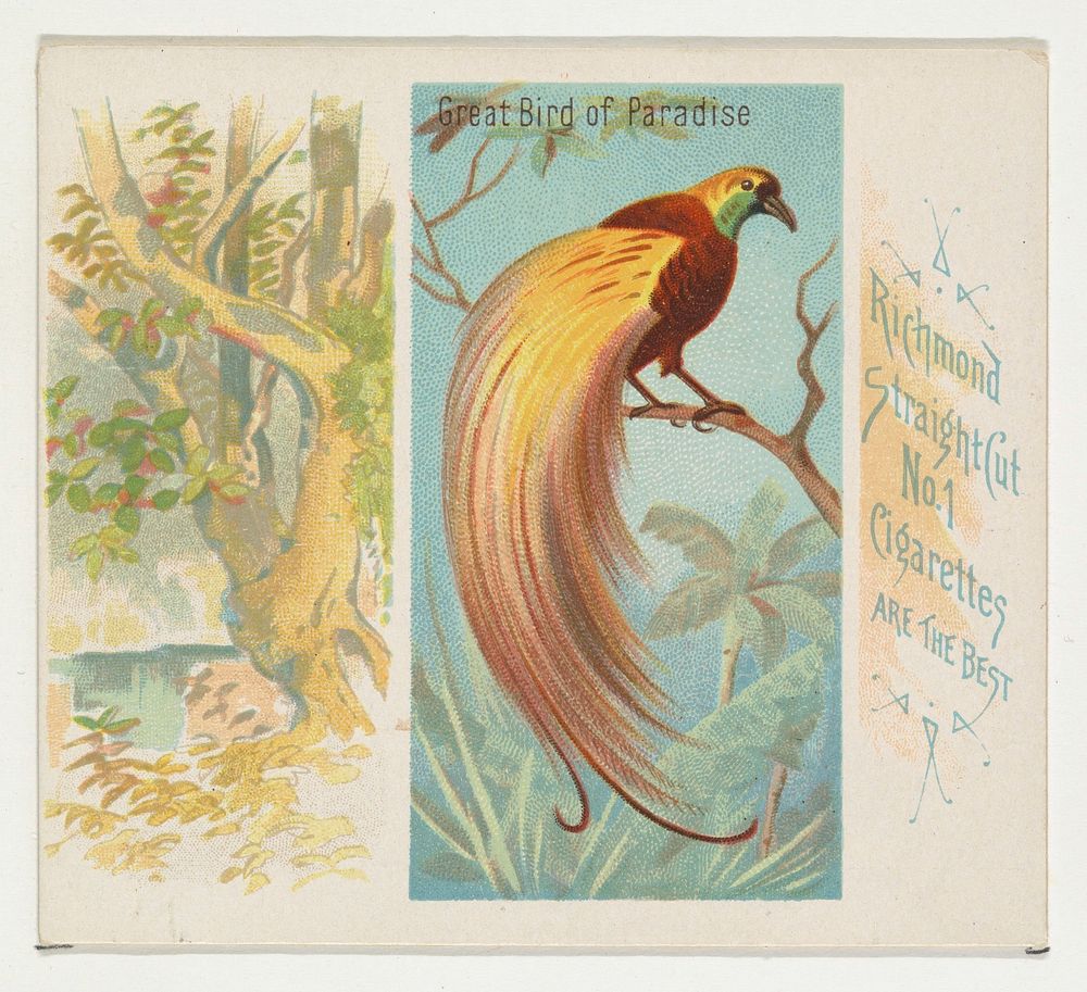 Great Bird of Paradise, from Birds of the Tropics series (N38) for Allen & Ginter Cigarettes