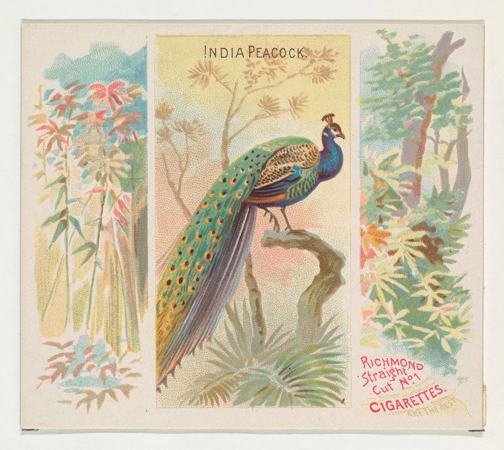 India Peacock, from Birds of the Tropics series (N38) for Allen & Ginter Cigarettes