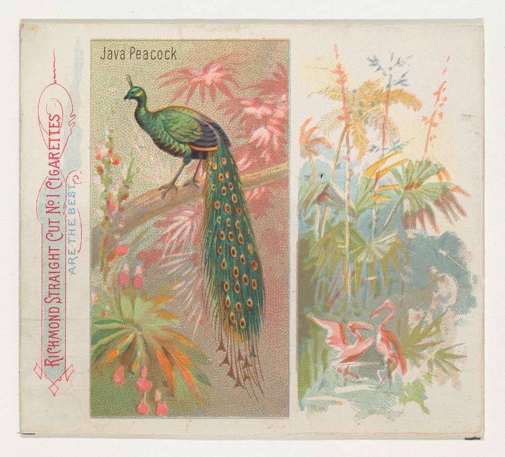 Java Peacock, from Birds of the Tropics series (N38) for Allen & Ginter Cigarettes