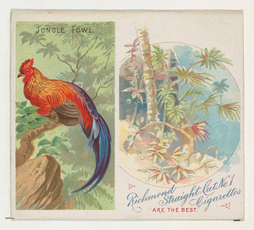 Jungle Fowl, from Birds of the Tropics series (N38) for Allen & Ginter Cigarettes