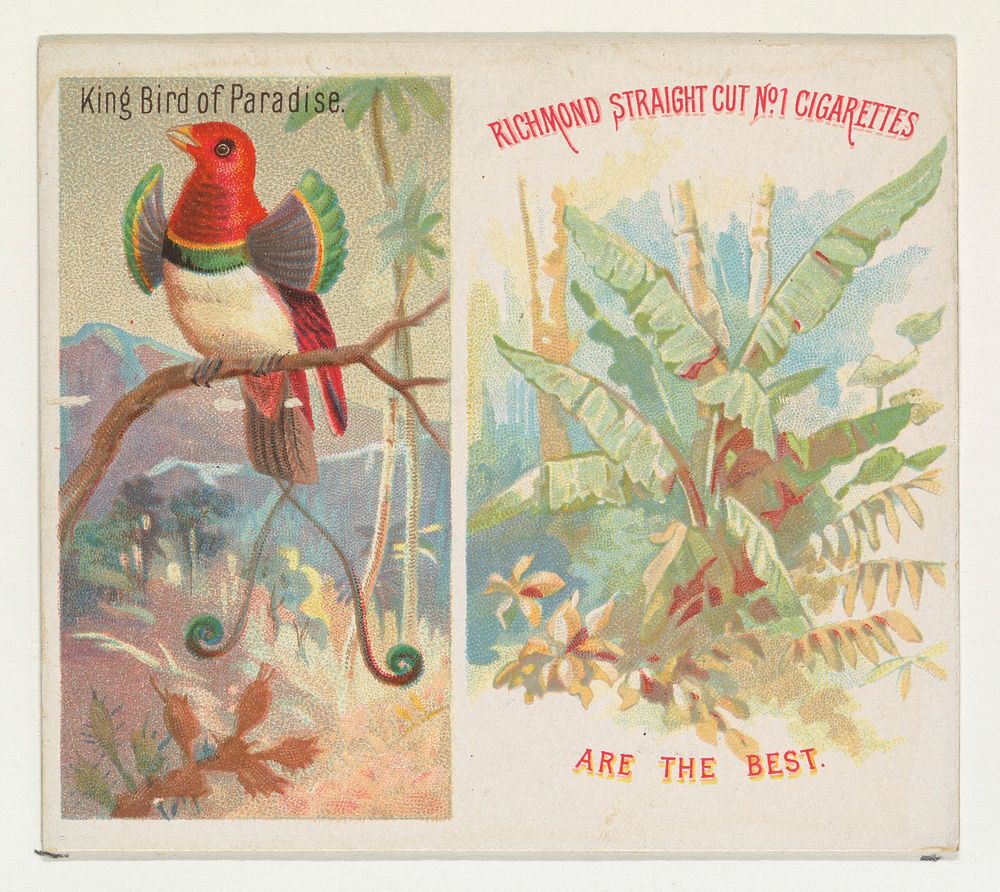 King Bird of Paradise, from Birds of the Tropics series (N38) for Allen & Ginter Cigarettes issued by Allen & Ginter, George…