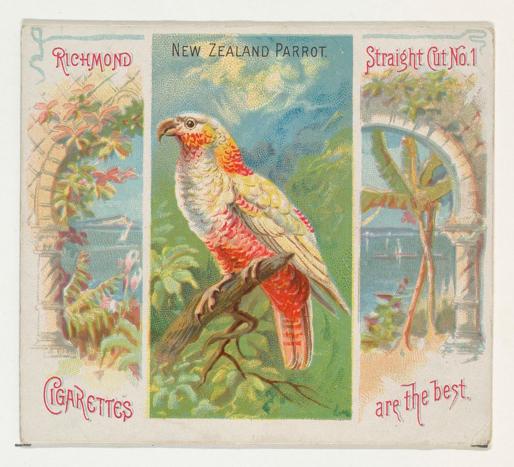New Zealand Parrot, from Birds of the Tropics series (N38) for Allen & Ginter Cigarettes