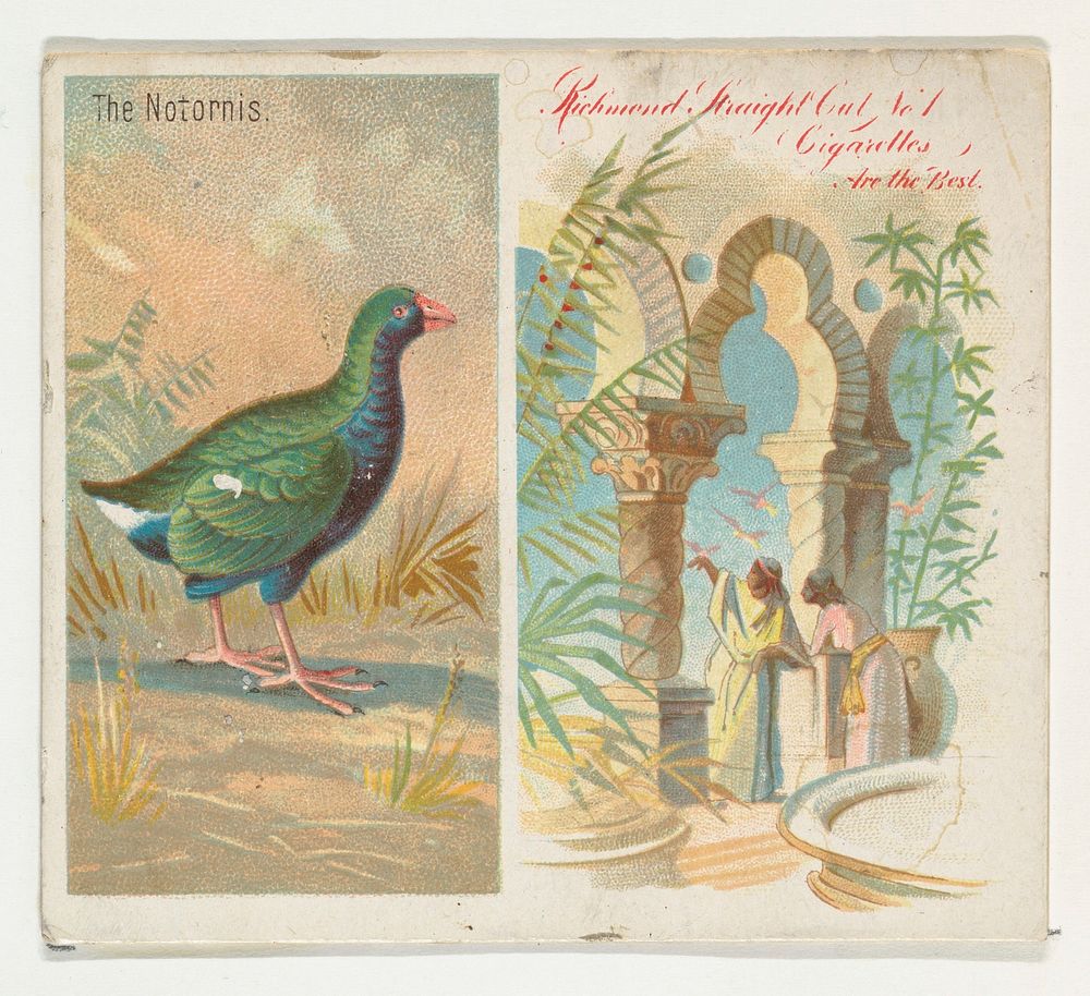 The Notornis, from Birds of the Tropics series (N38) for Allen & Ginter Cigarettes issued by Allen & Ginter, George S.…