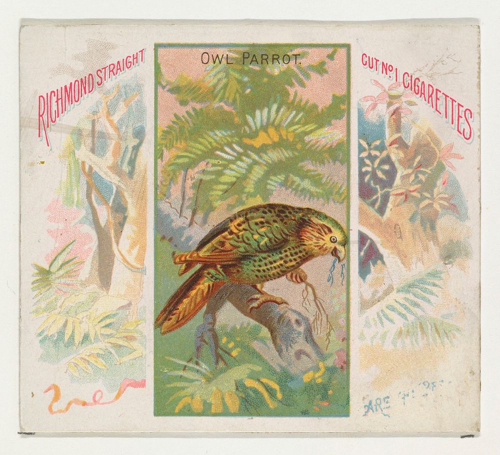 Owl Parrot, from Birds of the Tropics series (N38) for Allen & Ginter Cigarettes issued by Allen & Ginter, George S. Harris…