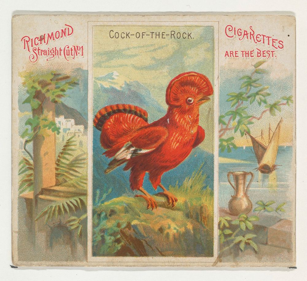Cock-of-the-Rock, from Birds of the Tropics series (N38) for Allen & Ginter Cigarettes, issued by Allen & Ginter
