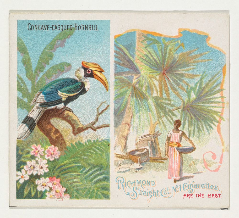 Concave-Casqued Hornbill, from Birds of the Tropics series (N38) for Allen & Ginter Cigarettes issued by Allen & Ginter…