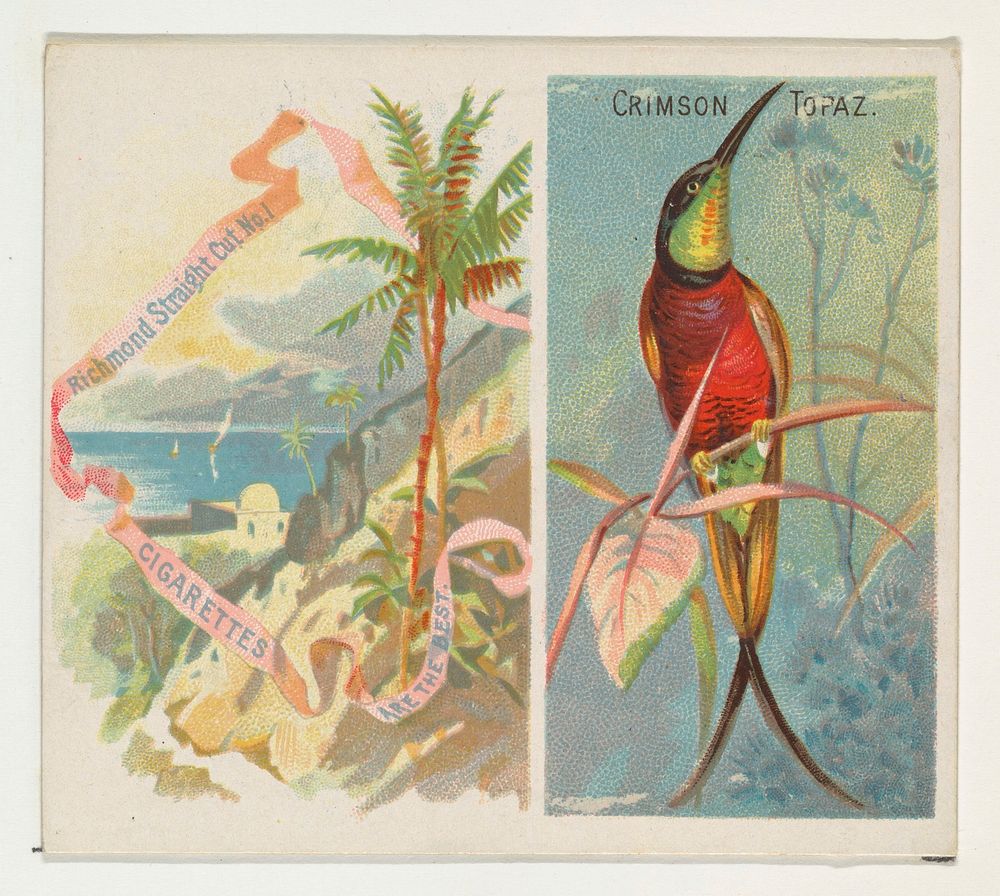 Crimson Topaz, from Birds of the Tropics series (N38) for Allen & Ginter Cigarettes issued by Allen & Ginter, George S.…