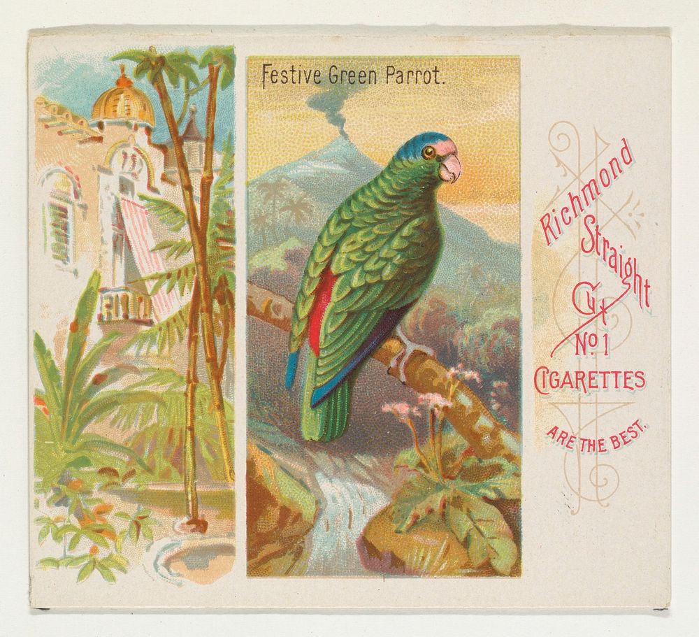 Festive Green Parrot, from Birds of the Tropics series (N38) for Allen & Ginter Cigarettes