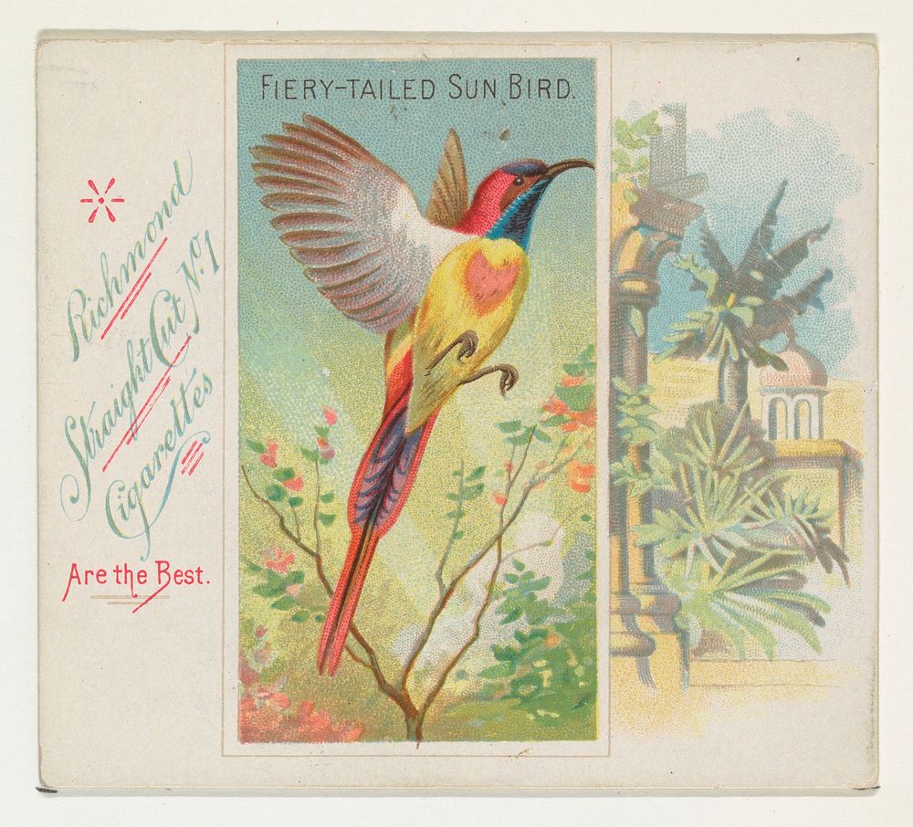 Fiery-Tailed Sun Bird, from Birds of the Tropics series (N38) for Allen & Ginter Cigarettes